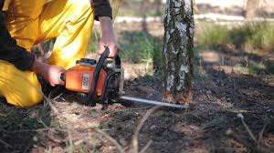 Best Tree Preservation Services  in Half Moon Bay, CA