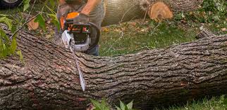 Best Tree Removal  in Half Moon Bay, CA