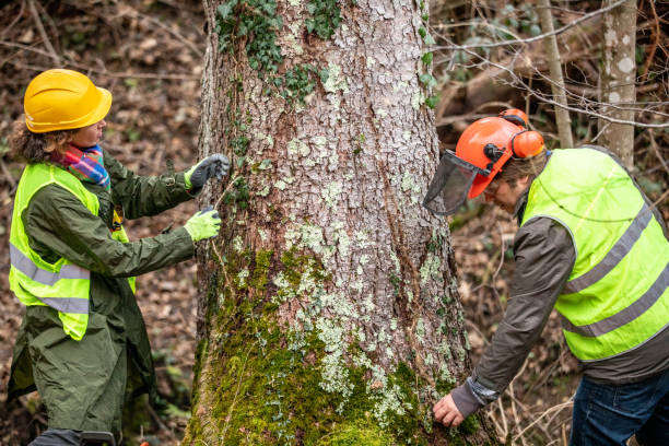 Half Moon Bay, CA Tree Care Company