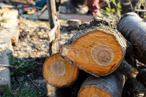 Best Tree Mulching  in Half Moon Bay, CA