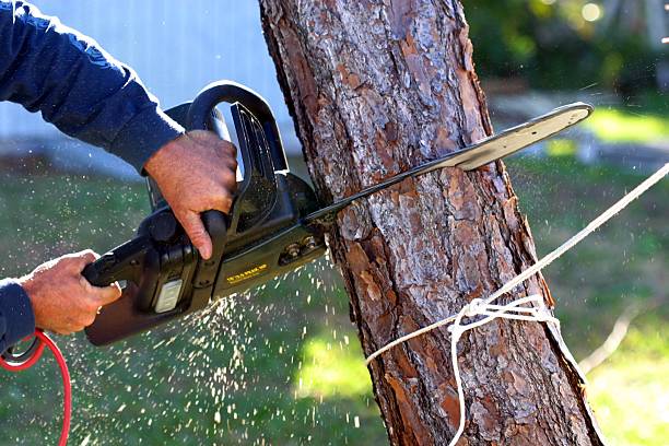 How Our Tree Care Process Works  in  Half Moon Bay, CA