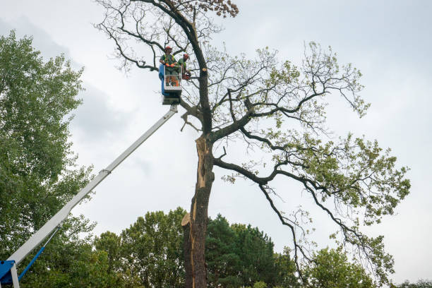 Best Fruit Tree Pruning  in Half Moon Bay, CA