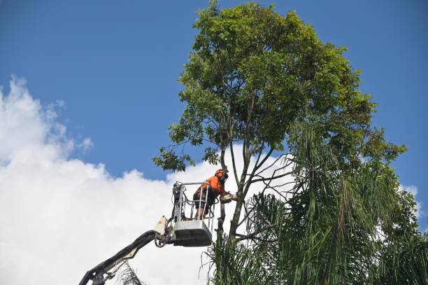  Half Moon Bay, CA Tree Care Pros