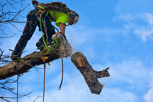 Best Tree Cabling and Bracing  in Half Moon Bay, CA